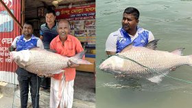 জেলের জালে অর্ধলক্ষ টাকা দামের কাতল
