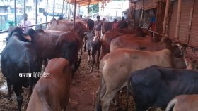 চট্টগ্রামে কোরবানিদাতা বেড়েছে ৬৭ হাজার, পশুর ঘাটতি