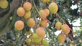 বেদেনা লিচুর জিআই স্বীকৃতি: রফতানির উদ্যোগ চান দিনাজপুরের কৃষকরা