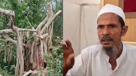 ‘শিরক’ আখ্যা দিয়ে বটগাছ কর্তন: মালিক বললেন, ‘বিক্রি করে দিয়েছি’