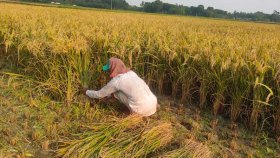 কুষ্টিয়ায় বছরের সর্বোচ্চ তাপমাত্রা, প্রচণ্ড দাবদাহে জনজীবন দুর্বিষহ