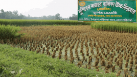 আ.লীগ নেতার দখলে থাকা বিদ্যালয়ের জমির ধান কেটে নিলো শিক্ষক-কমর্চারীরা