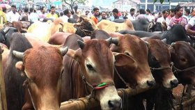 কোরবানির চামড়া সংগ্রহে প্রস্তুত হচ্ছে সাভার শিল্প নগরী