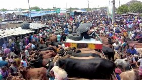 রাজশাহীতে চাহিদার চেয়ে কোরবানির পশু বেশি, বিক্রি হবে ৩০২ হাটে