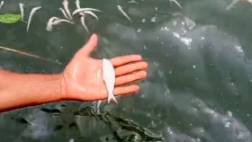 মেঘনায় আবারও মরছে মাছ, কারণ অনুসন্ধান করবে পরিবেশ অধিদফতর