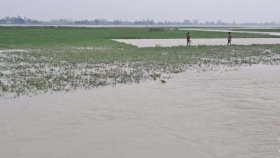 তিস্তার নিচু চর প্লাবিত, আগামী পাঁচ দিন বাড়তে পারে কুড়িগ্রামের প্রধান নদ-নদীর পানি