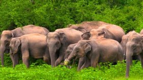 ক্ষেত পাহারা দেওয়ার সময় বন্যহাতির আক্রমণে কৃষকের মৃত্যু