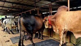 ব্রাহ্মণবাড়িয়ায় চাহিদার চেয়ে বেশি রয়েছে কোরবানিযোগ্য পশু