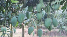 নওগাঁয় আম পাড়া শুরু, আম্রপালি পাওয়া যাবে কবে