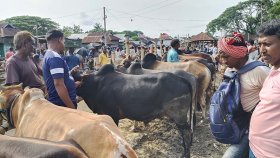 হাওরাঞ্চলে জমজমাট পশুর হাট, দাম তুলনামূলক কম