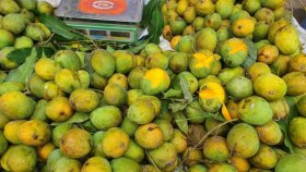 কোন সময়ে কোন আম পাকে জেনে নিন