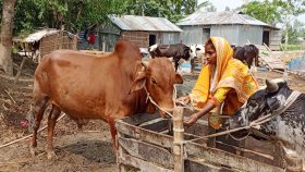বগুড়ায় কোরবানির জন্য প্রস্তুত ৭ লাখ ৪৬ হাজার পশু