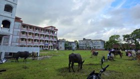 বিদ্যালয়ের মাঠে গরুর হাট
