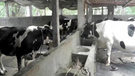 রংপুরে চাহিদার চেয়ে বেশি কোরবানির পশু, ভালো দামের আশা খামারিদের