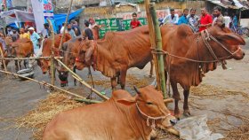 কোরবানির পশুর চামড়ার সর্বনিম্ন দাম ১১৫০ টাকা
