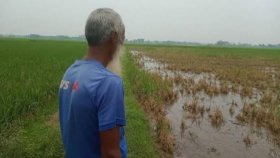 এখনও ক্ষতি কাটিয়ে উঠতে পারেননি গত বন্যায় ক্ষতিগ্রস্তরা