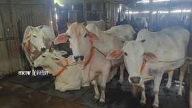 হারিয়ে গেছে সাদা গরুর সুদিন, ফিরবে কীভাবে