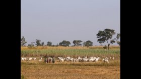 নাইজেরিয়ায় কৃষকদের ওপর পশুপালকদের হামলার অভিযোগ, নিহত ৪২