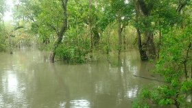 নিম্নচাপের প্রভাবে তলিয়ে গেছে সুন্দরবন