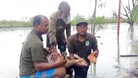 পানিতে ভেসে যাওয়া হরিণের শাবক উদ্ধার, অপরটির মরদেহ মাটিচাপা