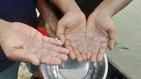 হালদা নদী থেকে সংগ্রহ করা ডিম পোনা হিসেবে বিক্রি হবে মঙ্গলবার
