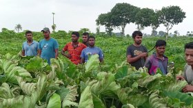ইটভাটার কালো ধোঁয়ায় এক রাতে পুড়ে গেছে ৫০০ বিঘা জমির ফসল