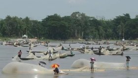 হালদা নদী থেকে ১৪ হাজার কেজি ডিম সংগ্রহ