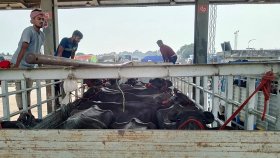 শুল্ক ছাড়াই ভারত থেকে এলো ৯৫টি মহিষ
