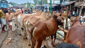 ছোট ও মাঝারি গরুর চাহিদা বেশি