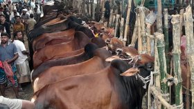 জমে উঠছে পশুর হাট, মাঝারি গরুতে দামের ফারাক ৩০-৪০ হাজার