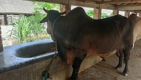 সিলিংফ্যানের নিচে বিশ্রামে থাকে ‘ব্ল্যাক টাইগার’, প্রিয় খাবার আম