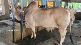যশোরে এবার অনেকে কোরবানি দিচ্ছেন না