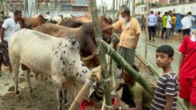 সড়কে গরুর হাট: নিষ্ক্রিয় প্রশাসন, ভোগান্তিতে যাত্রী ও নগরবাসী