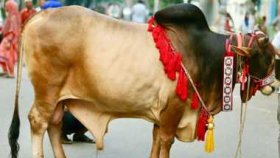 ঈদের নামাজ শেষে শুরু হয়েছে পশু কোরবানি