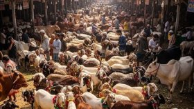 ব্রিটেনে বেশিরভাগ প্রবাসী বাঙালি কোরবানি দেন দাতব্য সংস্থার মাধ্যমে