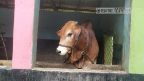 ঈদুল আজহার দ্বিতীয় দিনেও রাজধানীতে চলছে কোরবানি