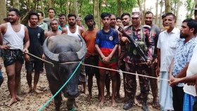 কোরবানির মহিষ ছুটে গেলো ভারতে, বিএসএফের ধাওয়ায় ফিরে এলো বাংলাদেশে