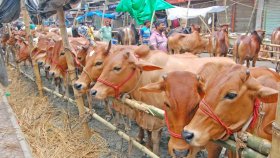 চট্টগ্রাম বিভাগে মাদ্রাসা, এতিমখানা ও লিল্লাহ বোর্ডিংয়ে সংরক্ষণ করা হয়েছে পৌনে ৮ লাখ চামড়া