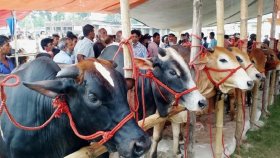 বেচা যায়নি চামড়া, পোঁতা হলো মাটিতে