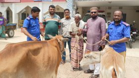 বৃদ্ধ বাবার গরু চুরি করে বিক্রি করলেন ছেলে, উদ্ধার করলেন ইউপি চেয়ারম্যান