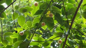 আজি ঝরো ঝরো মুখর বাদর দিনে