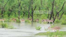 সুন্দরবনে হরিণ শিকারের ৬ শতাধিক ফাঁদ উদ্ধার, শিকারিরা ধরাছোঁয়ার বাইরে