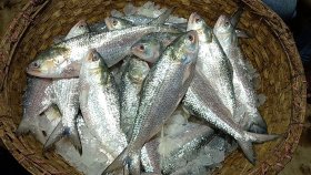 ইলিশের দাম নির্ধারণ করতে মন্ত্রণালয়ে চিঠি