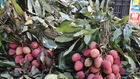 লিচু খাওয়ার ১০ উপকারিতা