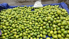 লেবু খেলে এত উপকার পাওয়া যায় জানতেন?