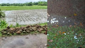 কেটে ফেলা হলো তালগাছ, ‘শতাধিক’ বাবুই পাখির মৃত্যু
