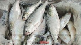 ইলিশের দাম নির্ধারণের প্রস্তাবে প্রধান উপদেষ্টার অনুমোদন