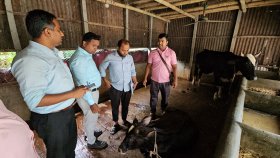 গোয়ালন্দে লাম্পি স্কিন রোগের প্রাদুর্ভাব, আতঙ্কিত কৃষক-খামারিরা