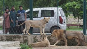 অবৈধভাবে পালিত ১৮টি সিংহ জব্দ করলো পাকিস্তান