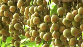 লটকন খেলে দারুণ এই উপকারগুলো মেলে